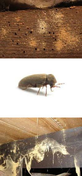 Woodworm Control