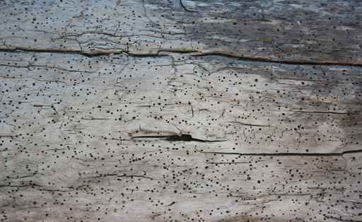 woodworm