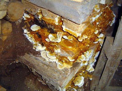 Dry rot treatment