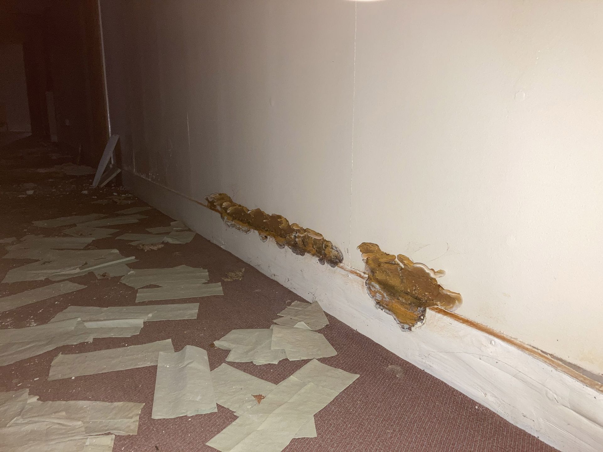 Picture of Wet Rot inside an Edinburgh based building