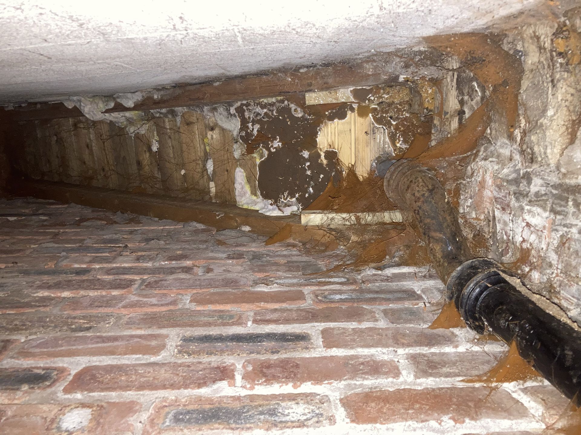 Picture of Wet Rot inside an Edinburgh based building