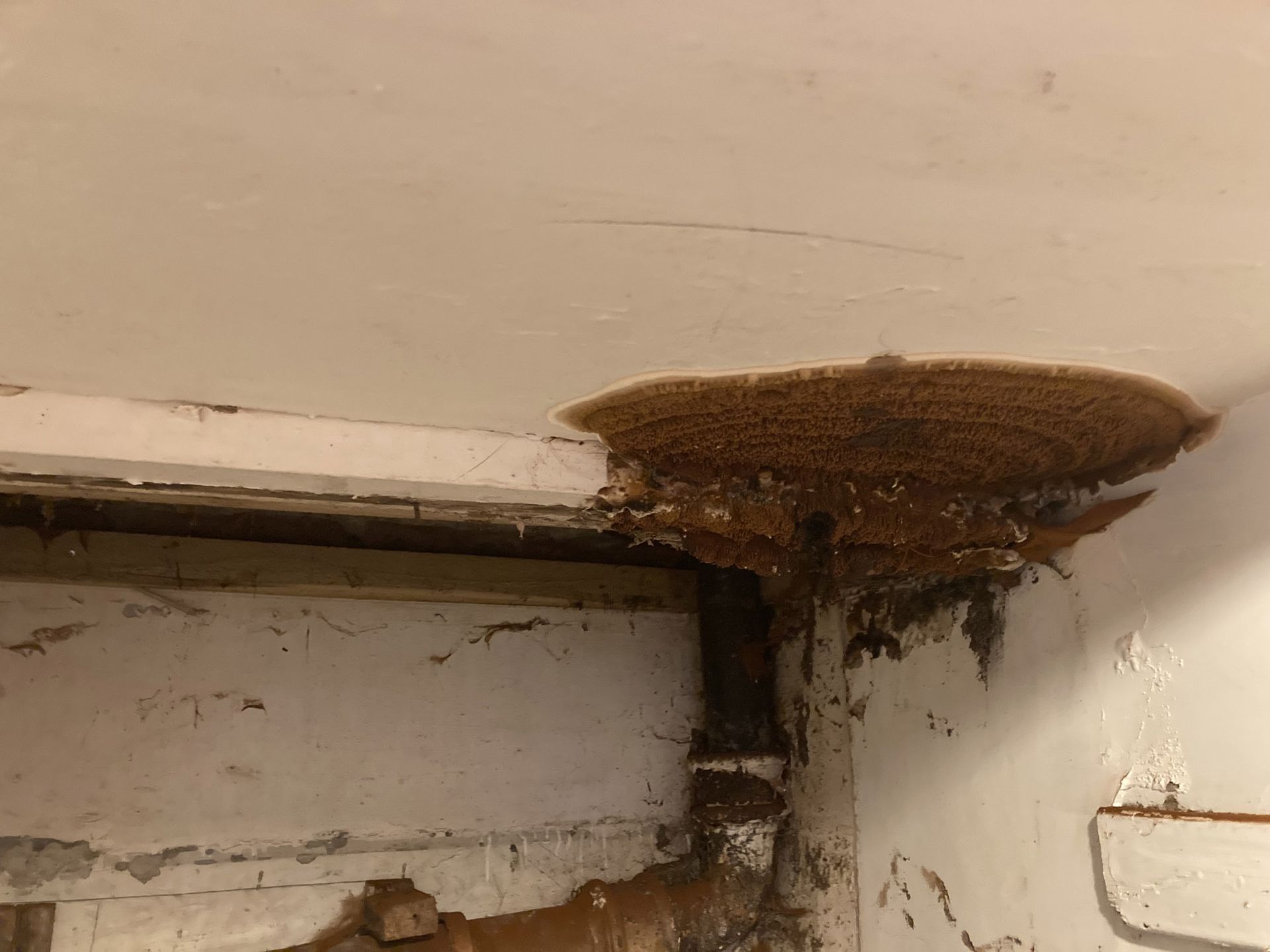 Picture of Wet Rot inside an Edinburgh based building